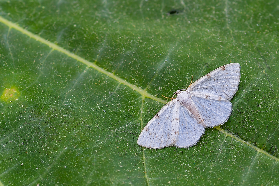 Lomographa bimaculata - kétpontos fehéraraszoló