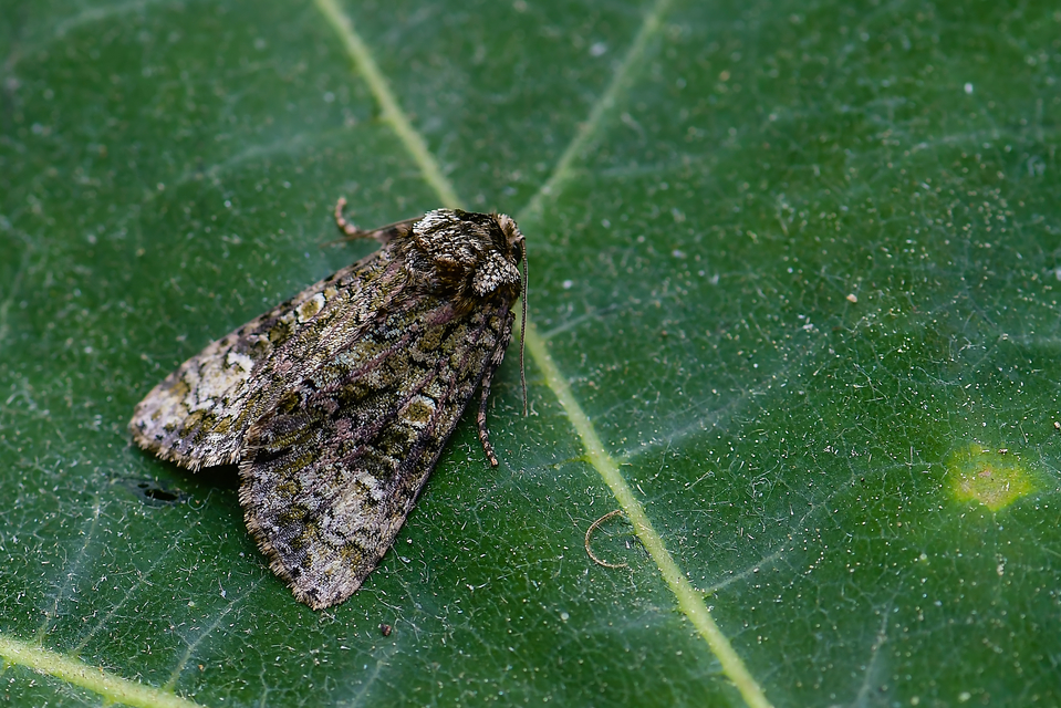 Craniophora ligustri - fagyalbagoly