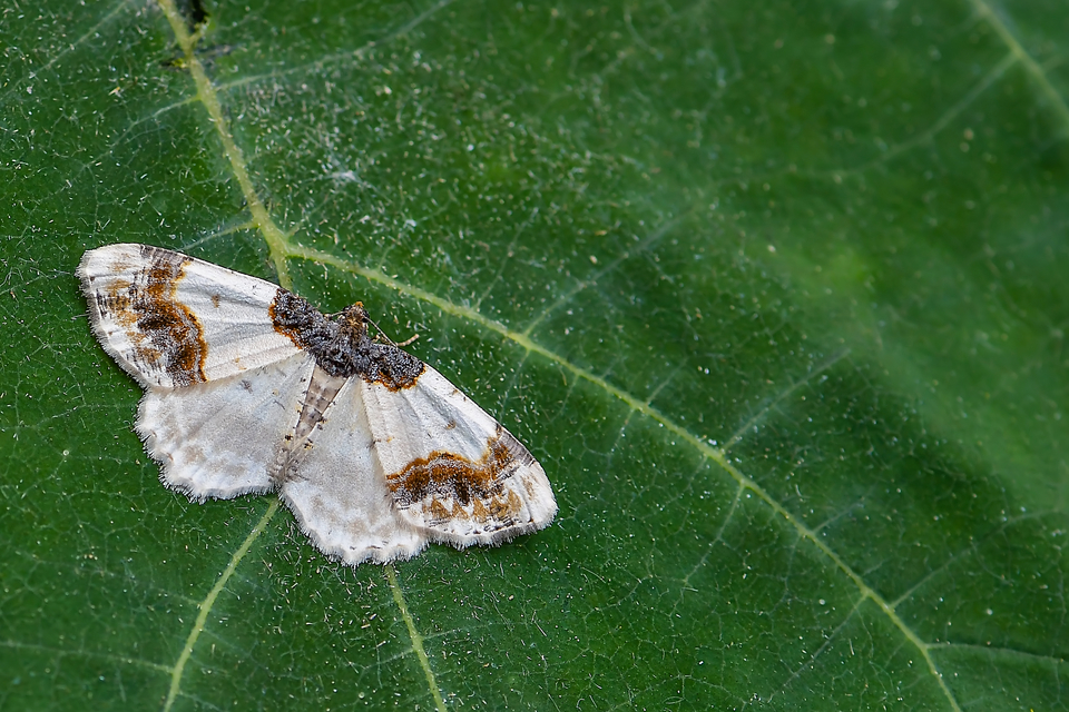 Ligdia adustata - barna levélaraszoló