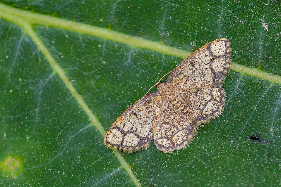 Stegania cararia - gyűrűs nyáraraszoló