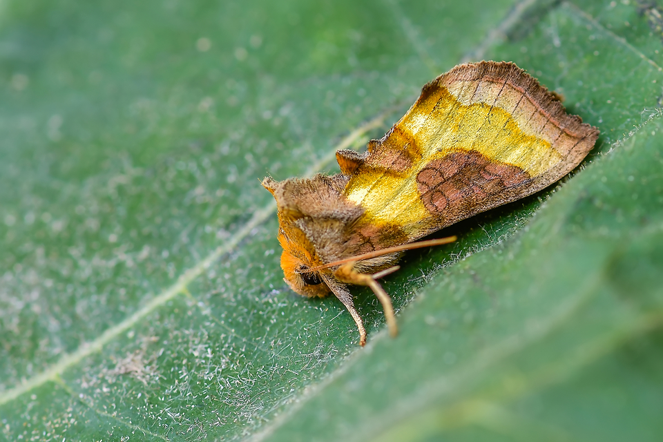 Diachrysia stenochrysis - rejtőző aranybagoly