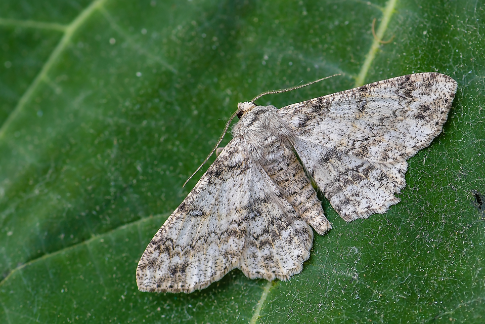 Ascotis selenaria - holdas faaraszoló