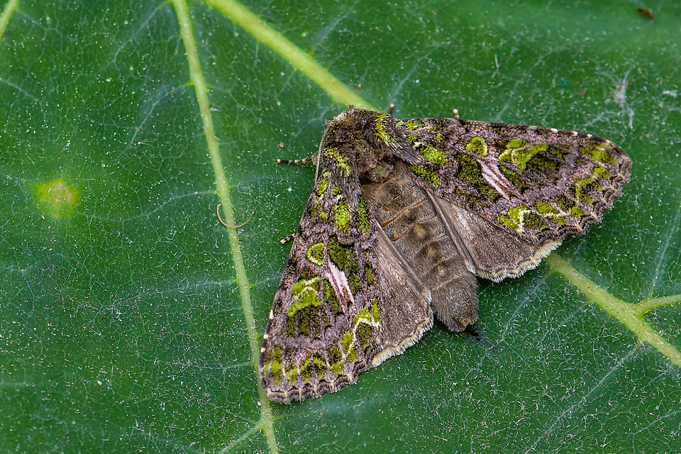 Trachea atriplicis - nyári zöldbagoly
