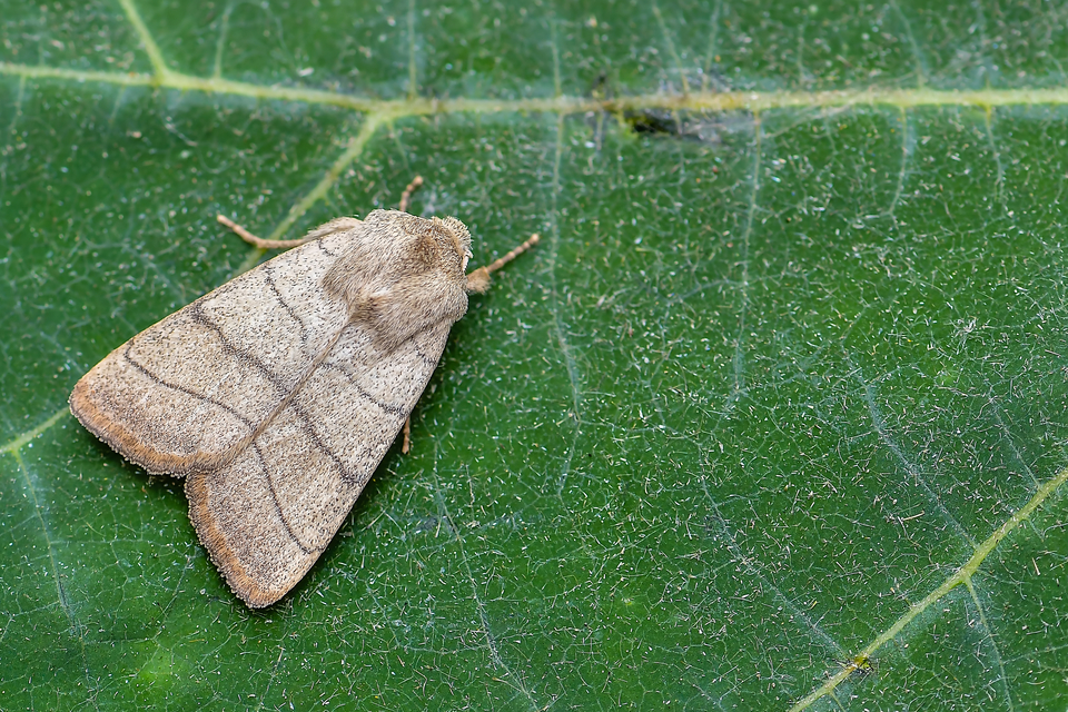 Charanyca trigrammica - háromsávos lombbagoly