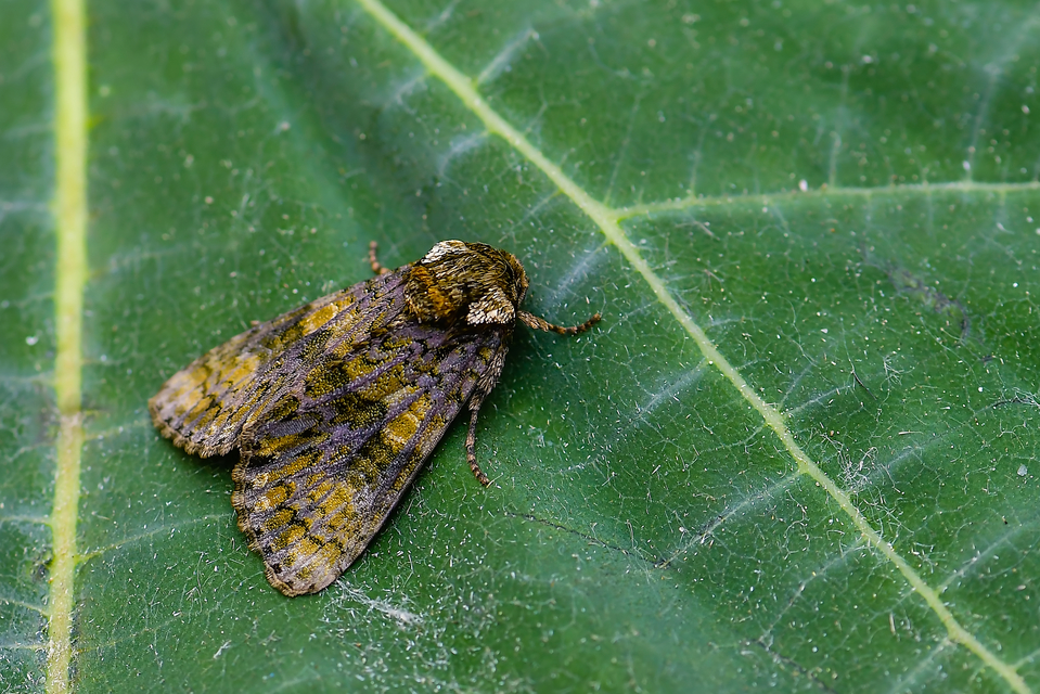 Craniophora ligustri - fagyalbagoly