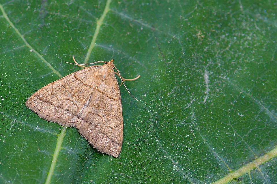 Herminia tarsicrinalis - szőröslábú karcsúbagoly