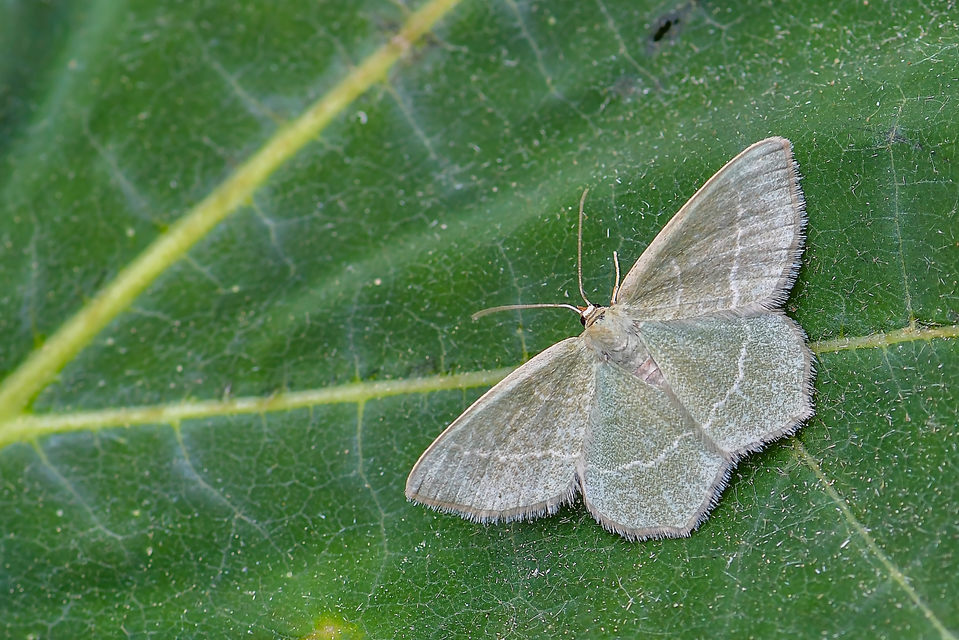 Chlorissa viridata - üdezöld araszoló