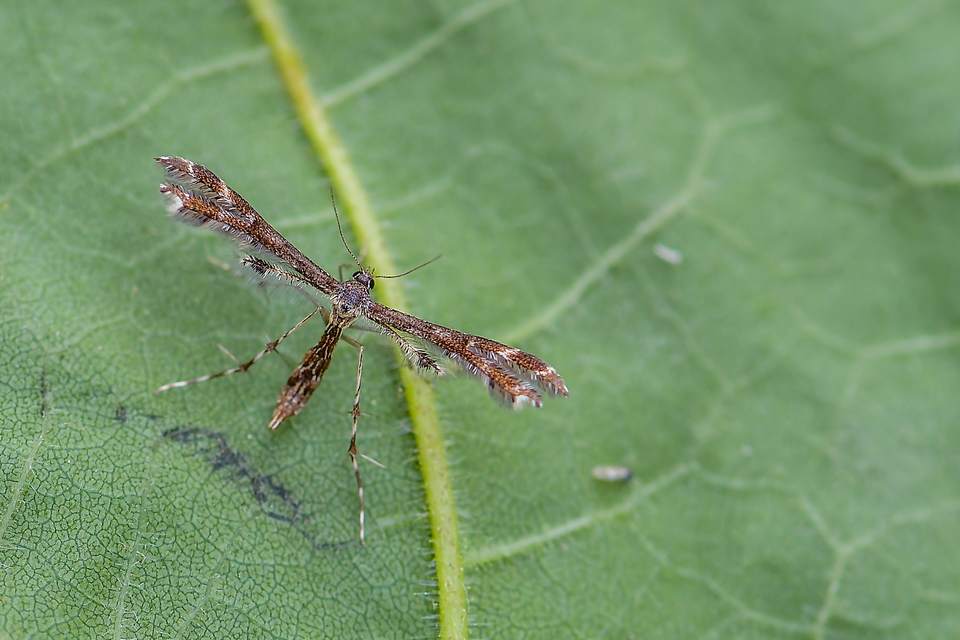 Pterophoridae - tollasmolyfélék