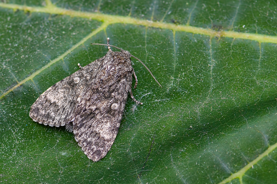 Acronicta megacephala - nagyfejű szigonyosbagoly