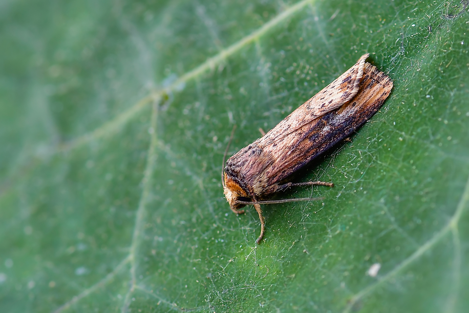 Axylia putris - vonalkás földibagoly