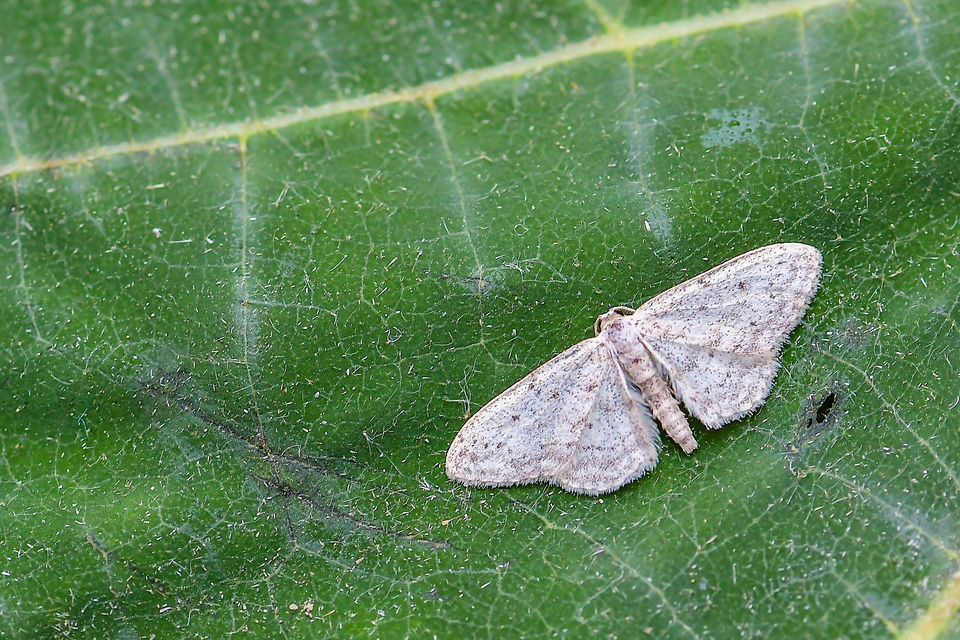 Idaea seriata - szürke apróaraszoló