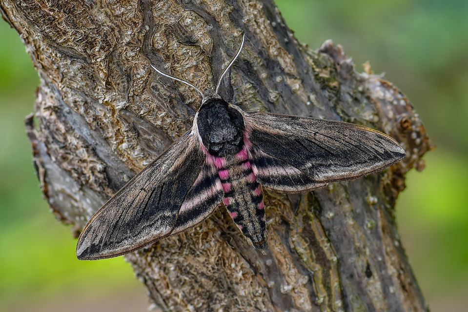 Sphinx ligustri - fagyalszender