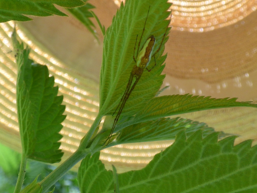 Tetragnatha