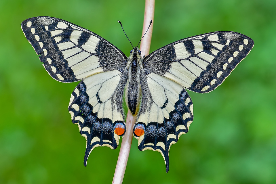 Papilio machaon - fecskefarkú lepke