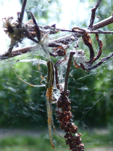 Tetragnatha