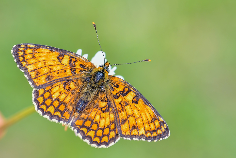 Melitaea phoebe - nagy tarkalepke