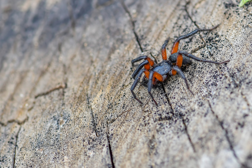 Gnaphosa bicolor