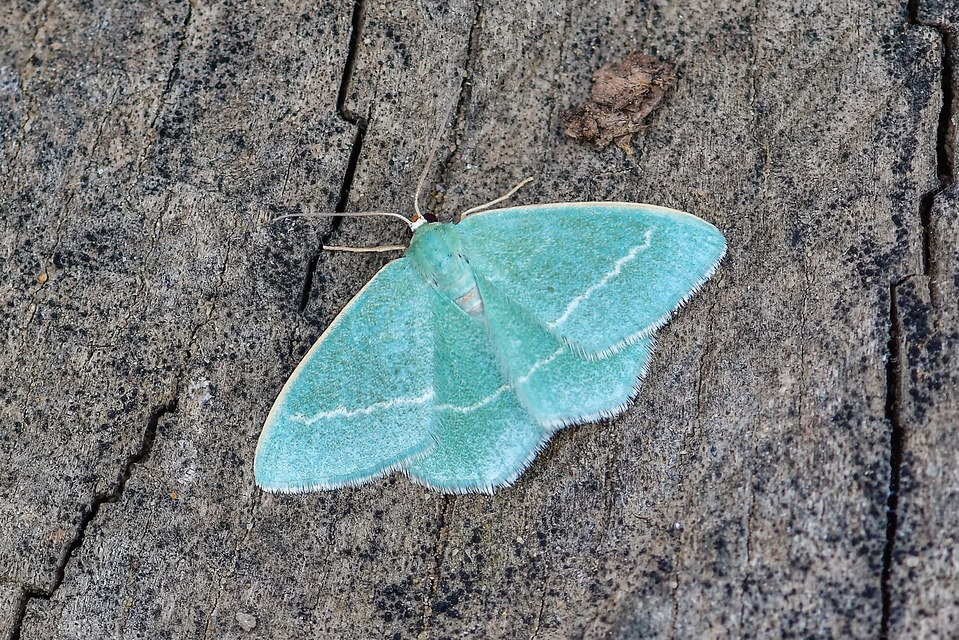 Chlorissa viridata - üdezöld araszoló