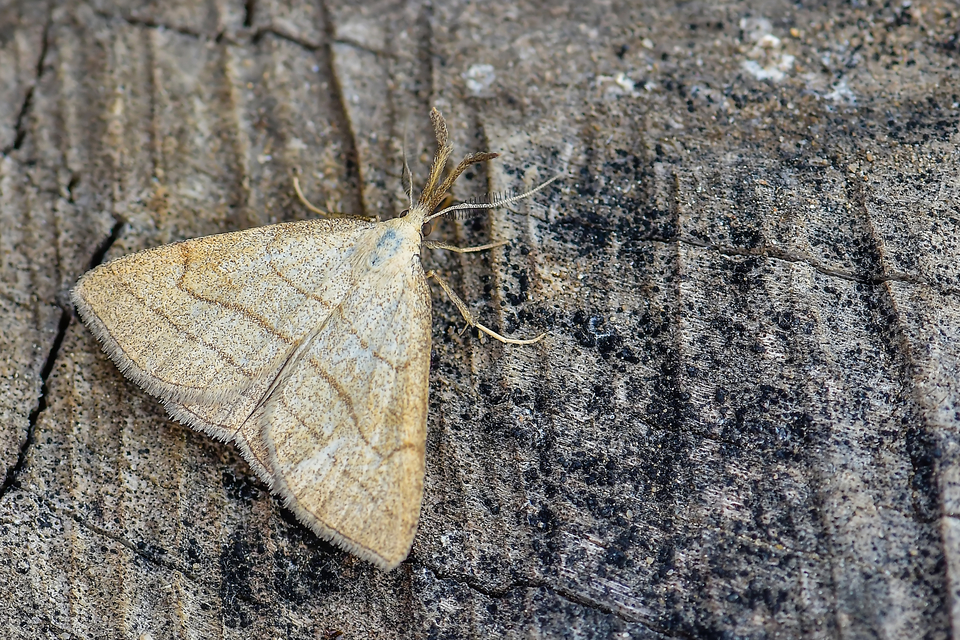 Polypogon tentacularia - sötétaljú karcsúbagoly