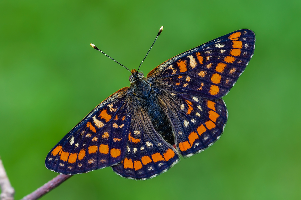 Euphydryas maturna - díszes tarkalepke