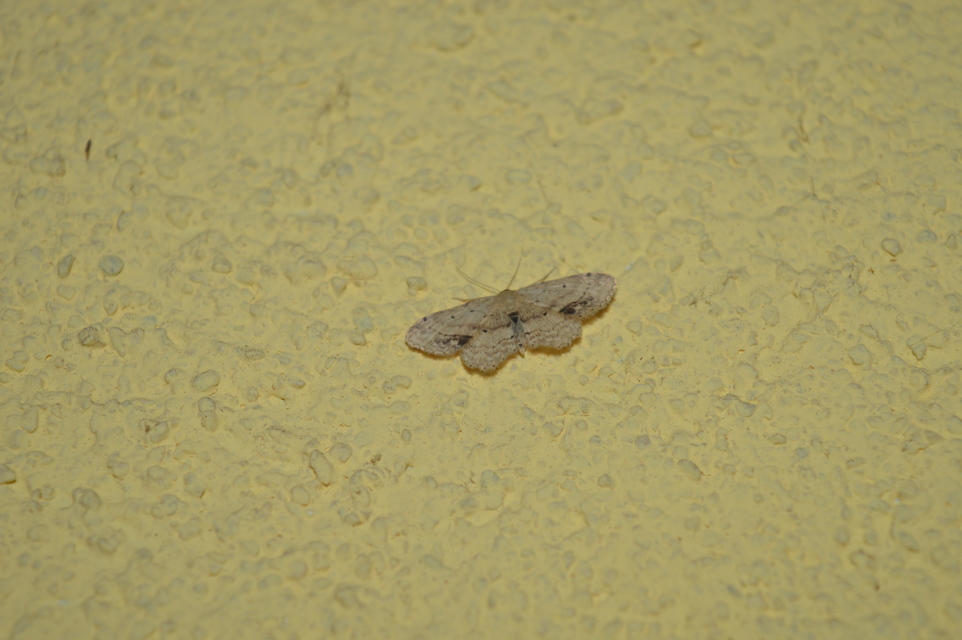 Idaea dimidiata - gyakori apróaraszoló