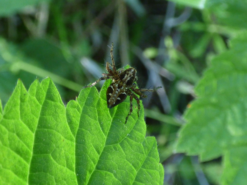 Oxyopes ramosus