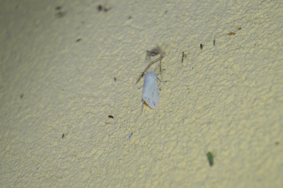 Hyphantria cunea - amerikai fehér medvelepke