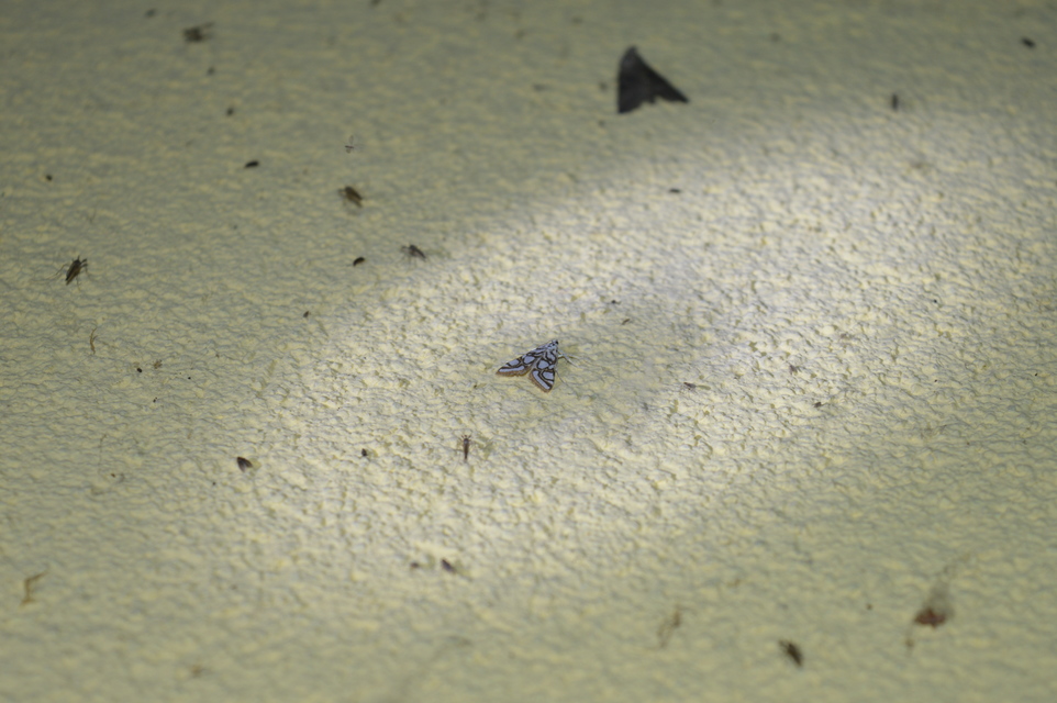 Nymphula nitidulata - díszes vízimoly