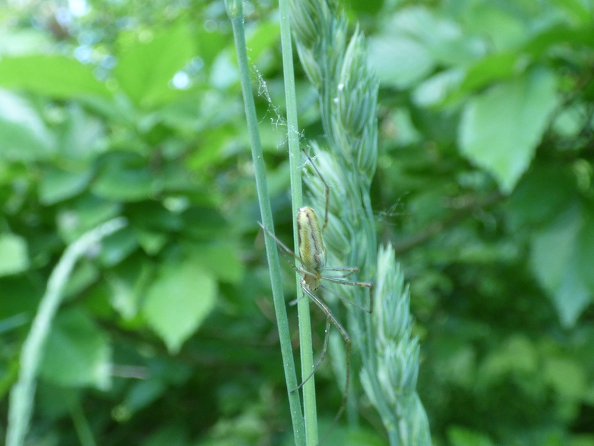 Tetragnatha