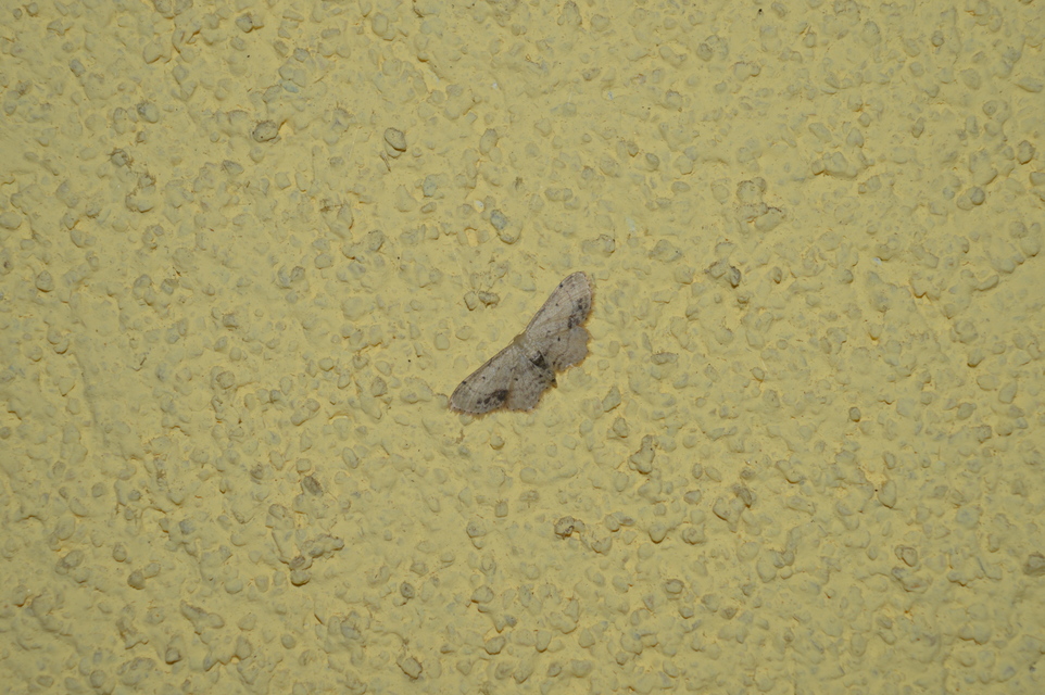 Idaea dimidiata - gyakori apróaraszoló