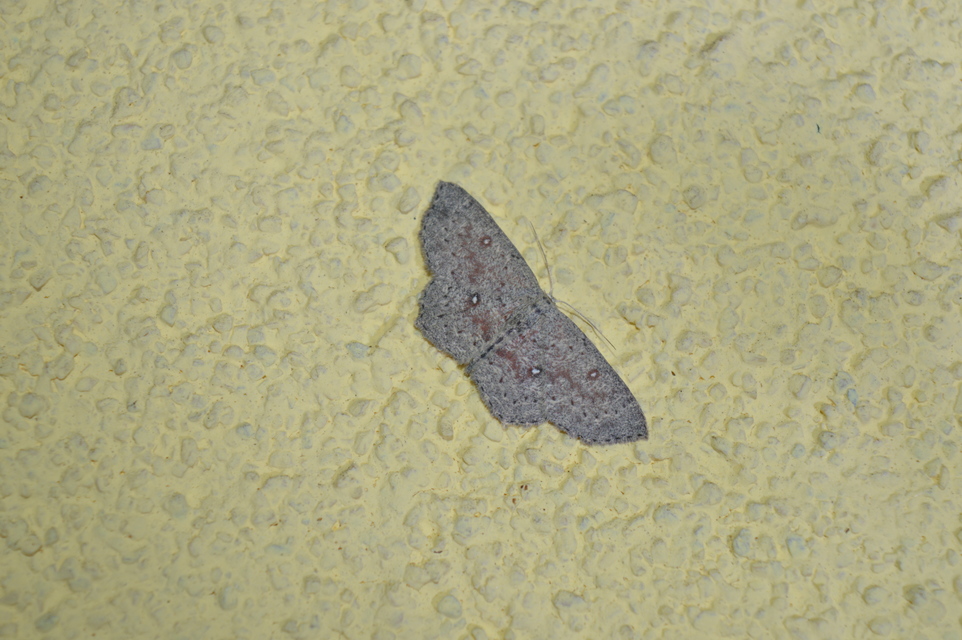 Cyclophora pendularia - fűzfa-pettyesaraszoló