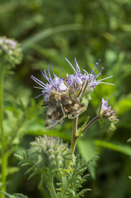 Heliothis adaucta - somkóróbagoly