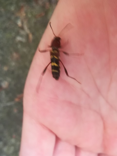 Neoclytus acuminatus - amerikai darázscincér