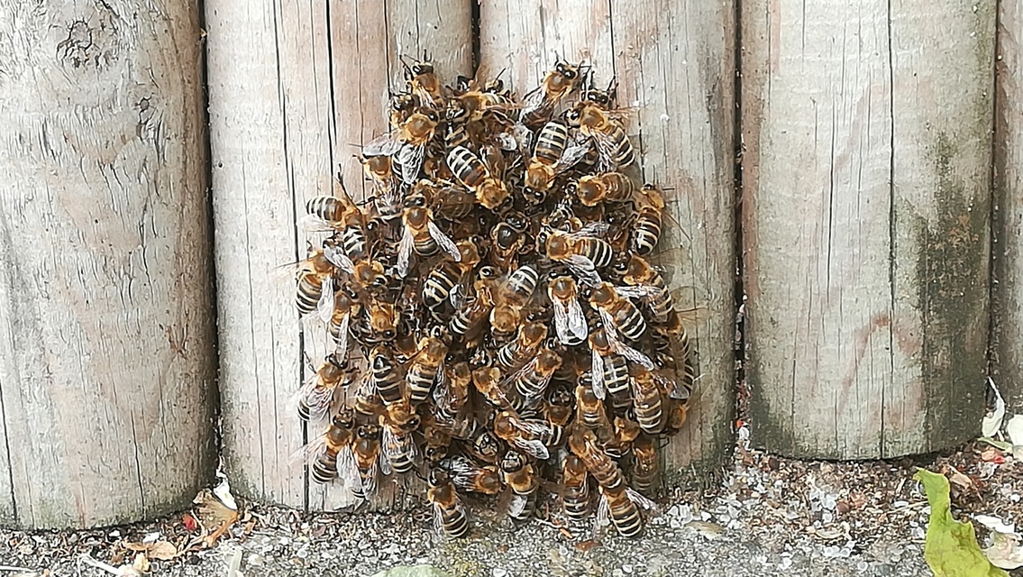 Apis mellifera - háziméh