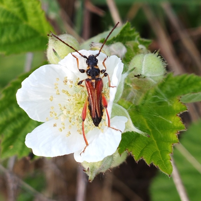 Stenopterus rufus - tarkacsápú keskenyfedőscincér