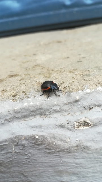 Chrysolina kuesteri - ráncos szegélyeslevelész