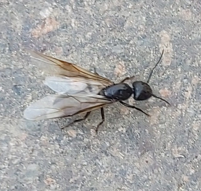 Camponotus fallax - ligeti lóhangya