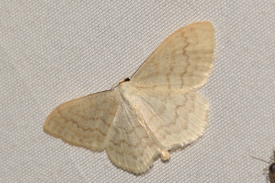 Scopula floslactata - tejfehér sávosaraszoló