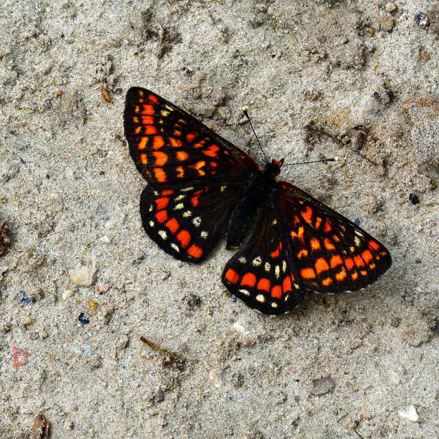 Euphydryas maturna - díszes tarkalepke