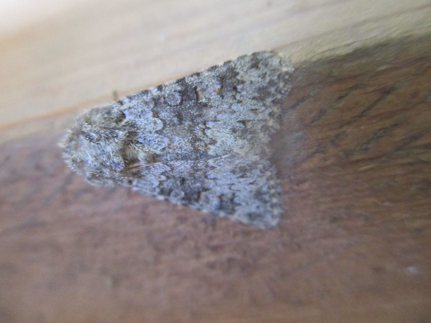 Hecatera dysodea - parajbagoly