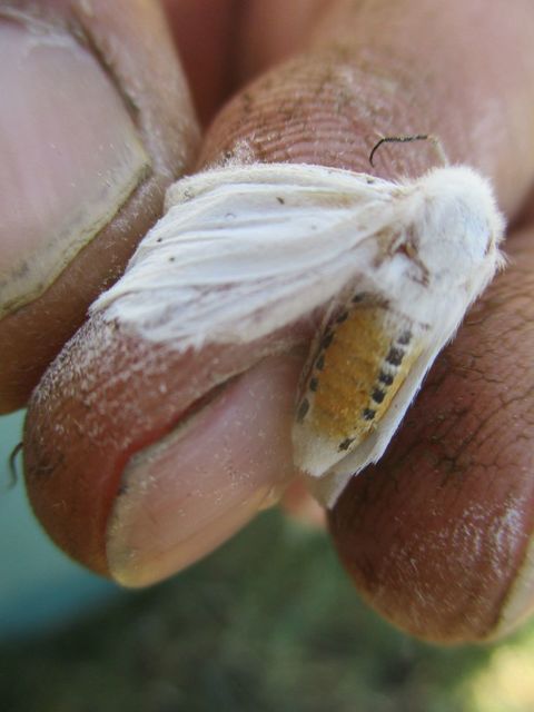 Spilosoma lubricipedum/urticae
