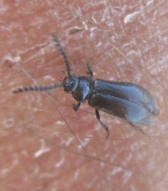 Drilus concolor - fekete csigabogár