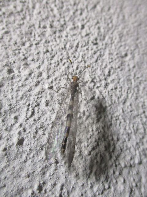 Megistopus flavicornis - kétfoltos hangyaleső