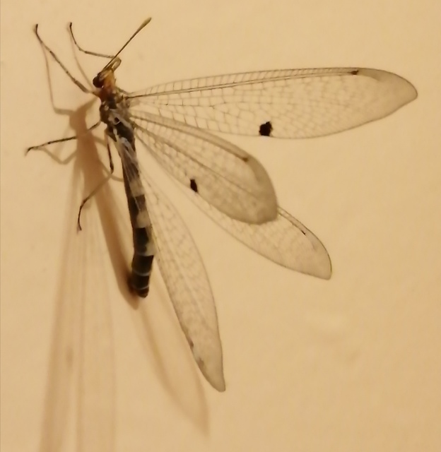 Megistopus flavicornis - kétfoltos hangyaleső