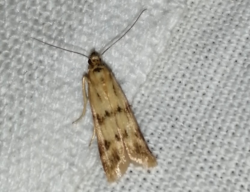 Homoeosoma sinuella - agyagsárga karcsúmoly