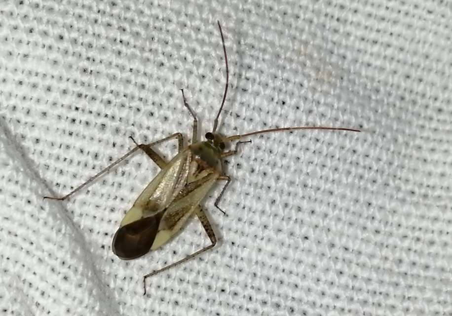 Adelphocoris lineolatus - lucernapoloska