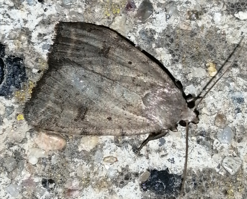 Athetis gluteosa - nyugtalan lápibagoly