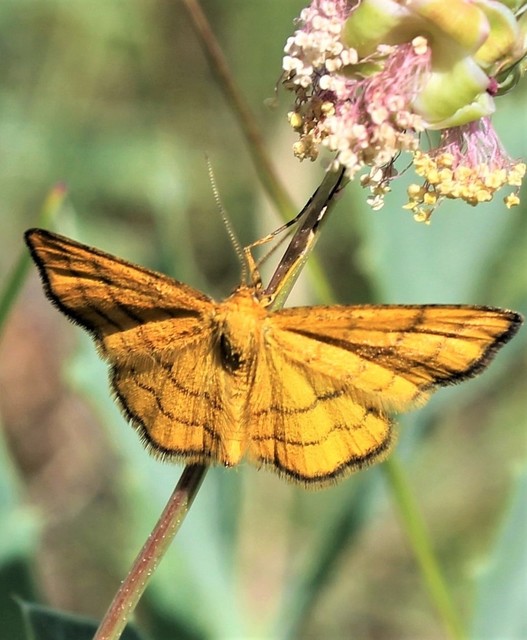 Idaea aureolaria - aranyos sávosaraszoló