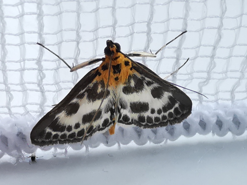 Anania hortulata - tarka csalánmoly