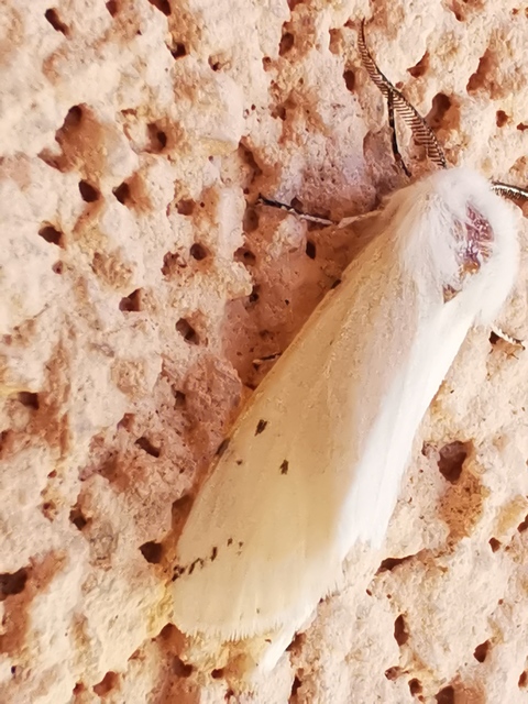 Spilosoma urticae - hószínű medvelepke